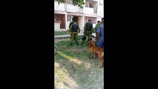 Boinas negras con perros para capturar mono fugado del zoológico de Caibarién [upl. by Cirdek]