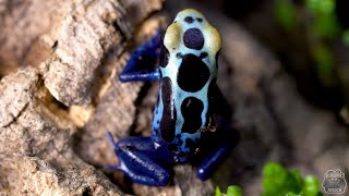 Czy te żaby są trujące Drzewołaz niebieski 😍 Dendrobates tinctorius [upl. by Sly]