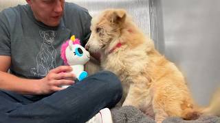 Watch this shelter dog react to her first toy 🥹 [upl. by Rock701]