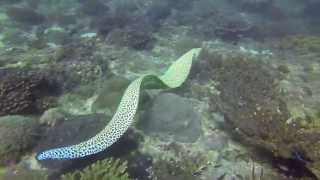 Attack of the Honeycomb Moray Eel friendly attack HD جزيرة الفحل، عمان [upl. by Orian]