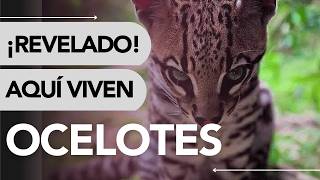 😮 Dónde VIVE el OCELOTE 🐆 ¿Qué come ¡Te sorprenderás 🤯 [upl. by Duquette]