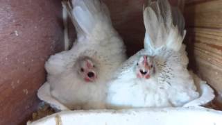 Sisters  Serama Chickens singing [upl. by Nalrah]