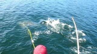 ★✰★ Harpooning 170 Lb Halibut Port Hardy  ★✰★ [upl. by Llennol]