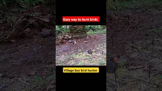 Easy way to hunt birds  Bird hunting  Catching birds  Easy bird trap  Birds story [upl. by Alessandra728]