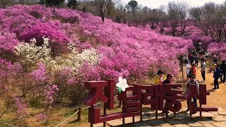 sub진달래공원부천원미산Azalea ParkFestivalBucheon Sports Complex on Subway Line 7진달래축제4월여행부천종합운동장나들이 [upl. by Enirtak]