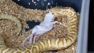 A very good hognose snake feeding day [upl. by Atteras]