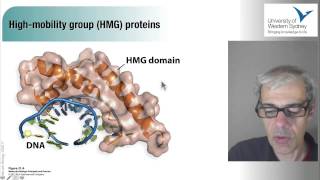 ALevel Biology Regulation of Gene expression [upl. by Tallbot970]