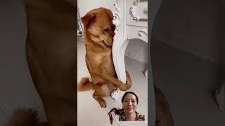 try not to laughfuniest animal funny dog pets funnypet funnyanimal [upl. by Sueddaht]