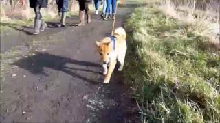 Cathkin Braes [upl. by Hannon291]