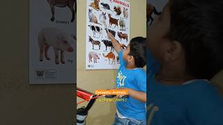 Domestic Animals learn  kidslearning kids youtube shorts animals live news facts science [upl. by Dnomasor]