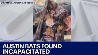 Bats found incapacitated by bird repellent gel in Austinarea  FOX 7 Austin [upl. by Juli739]