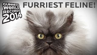 Colonel Meow  Longest Fur On A Cat  Guinness World Records [upl. by Ahsenav67]