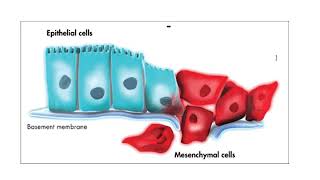 Organogenesis ektoderm dan prinsip prinsip dasarnya [upl. by Ilatan]