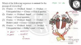 Which of the following sequences is correct for the page no 84 passage of ova in frog [upl. by Callida992]