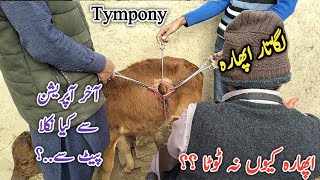 Tympony in Calf  Dr Mohsin [upl. by Ettessil335]