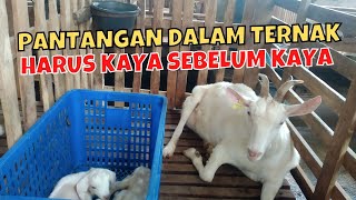 PRINSIP TERNAK KAMBING SUKSES HARUS PEGANG TEGUH HAL INI ‼️ [upl. by Lanaj]