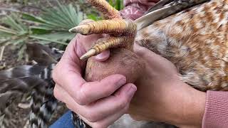 How to Despur a Rooster using the Potato Method StepbyStep Tutorial gorgeousgoatsgalorerpr [upl. by Narton258]