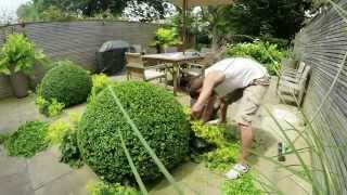 Topiary  short version annual shaping of Buxus Sempervirens box  Notting Hill [upl. by Anderson]