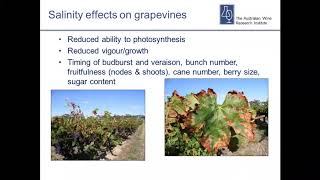 Salinity – practical information for growers [upl. by Harihat]