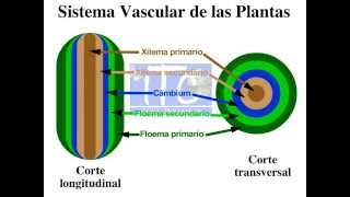 1 Tratamiento de las Enfermedades de la madera Funcionamiento del Sistema Vascular de las Plantas [upl. by Hamish]