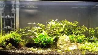 How to get rid of algae permanently [upl. by Nahgiem]