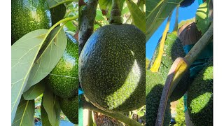 Container Growing my Reed Pinkerton amp Bacon Avocado Trees [upl. by Yengac]