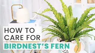 BEST TIPS  HOW TO CARE FOR BIRDS NEST FERN  ASPLENIUM NIDUS CARE GUIDE [upl. by Anigar]