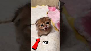 Most talkative cats🥰cute pets funny animals cats [upl. by Afira]