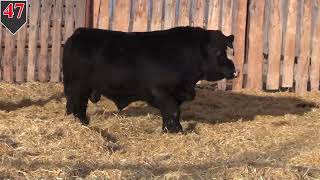 Ultra 24 Bull Sale Lot 47 [upl. by Marika690]