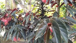 Angel Wing Begonia Torch Red Plant [upl. by Lindley]