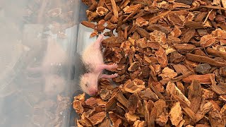 Baby rattlesnake eats first meal during the winter time [upl. by Une]