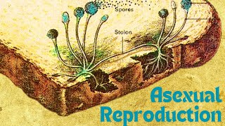 Asexual Reproduction Binary fission Sporulation amp Budding [upl. by Gerick291]