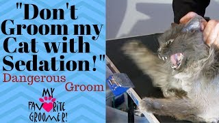 How to groom my old mean matted cat [upl. by Oria]