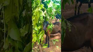 village Volag  cow goats chagol ছাগল  shortvideo vairelvedio videos [upl. by Wolfe799]