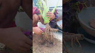 Alovera plant repotting kaise kare gardening odiagardening garden plantcutting [upl. by Hume723]