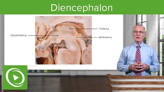 Diencephalon Components amp Structure – Brain amp Nervous System  Lecturio [upl. by Shute]