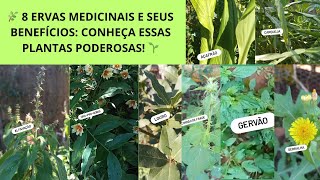 🌿 8 ERVAS MEDICINAIS E SEUS BENEFÍCIOS CONHEÇA ESSAS PLANTAS PODEROSAS 🌱 [upl. by Adiaros201]