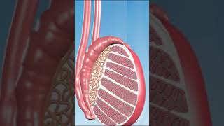 Male reproductive organs Male genitalia 8 [upl. by Roi]