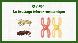 Term  Brassage interchromosomique [upl. by Lienet441]