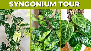 New Syngonium Collection Updates  Arrowhead Plants [upl. by Ahsied725]