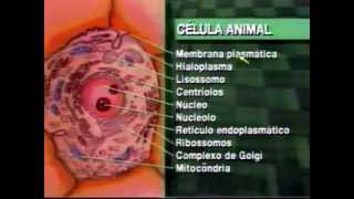 1 Citologia  Biologia Celular Vestibulando Digital [upl. by Olmstead]