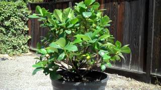 Creating a Dwarf Gardenia Bonsai Part 1 Intro and first pruningmp4 [upl. by Canon196]