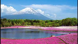 ［HD］MtFuji Lawn Cherry Blossom 富士芝桜まつり 世界遺産に登録の富士山（Fuji World Heritage）花の名所 花見頃 [upl. by Ardnuhsed]