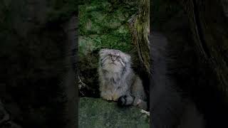 Pallas cat 🐈 cat naturelovers wild polastatus reels [upl. by Evangelina966]