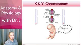 PHYL 142  Reproductive  Gonadal Dysgenesis [upl. by Nnaeerb]