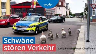 Polizeieinsätze wegen Schwanenfamilie in Sachsen  MDR um 2  MDR [upl. by Lilllie]