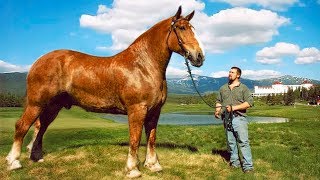 The BIGGEST HORSES In The World 🐎 [upl. by Anuaik312]