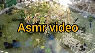 fish mating  fish pond asmr  water fall asmr sound [upl. by Chilson]