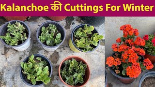 सर्दी के फ़ूल Kalanchoe को Cutting से कैसे लगायें  Winter Flowering Plants  Kalanchoe Plant Care [upl. by Arbrab44]