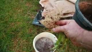 grow Mycorrhizae Fungi fast [upl. by Desdamona193]